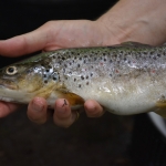 DSC_0037.jpg